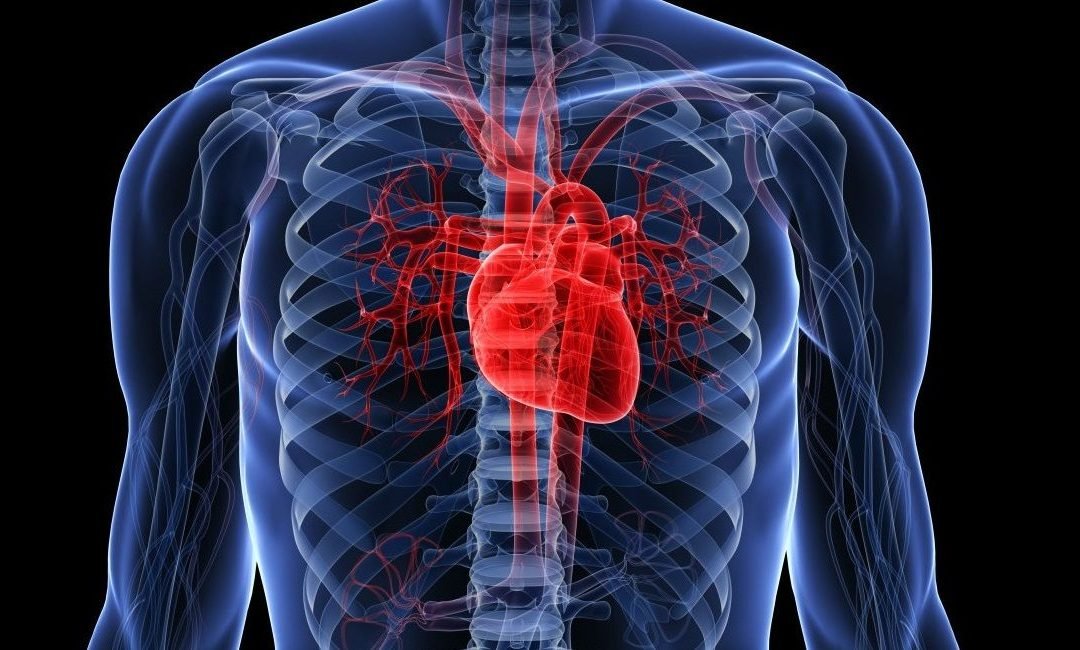 Enfermedad del corazón grande: cardiomiopatía dilatada